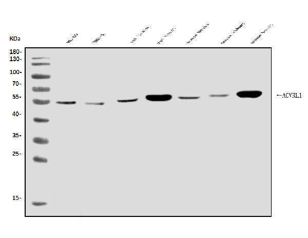 Anti-ALK-1/ACVRL1 Antibody Picoband®