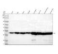 Anti-ESD Antibody Picoband®