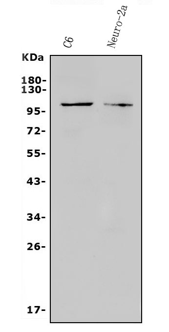 Anti-TRPC3 Antibody Picoband®
