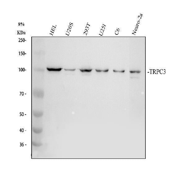 Anti-TRPC3 Antibody Picoband®