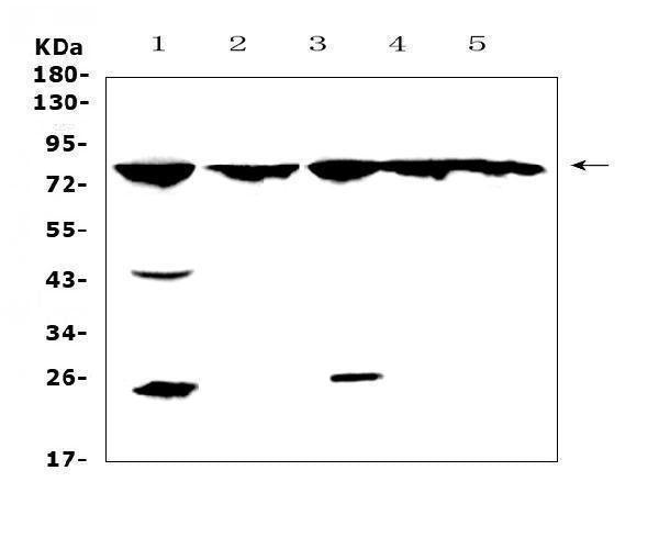 Anti-GRK2/GRK2 Antibody Picoband®
