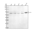 Anti-ASCT2/SLC1A5 Antibody Picoband®