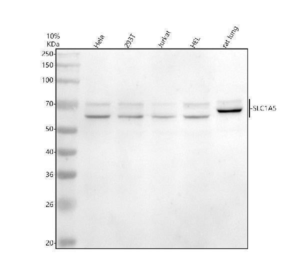 Anti-ASCT2/SLC1A5 Antibody Picoband®