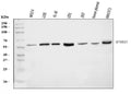Anti-S6K1/RPS6KB1 Antibody Picoband®
