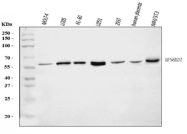 Anti-S6K1/RPS6KB1 Antibody Picoband®