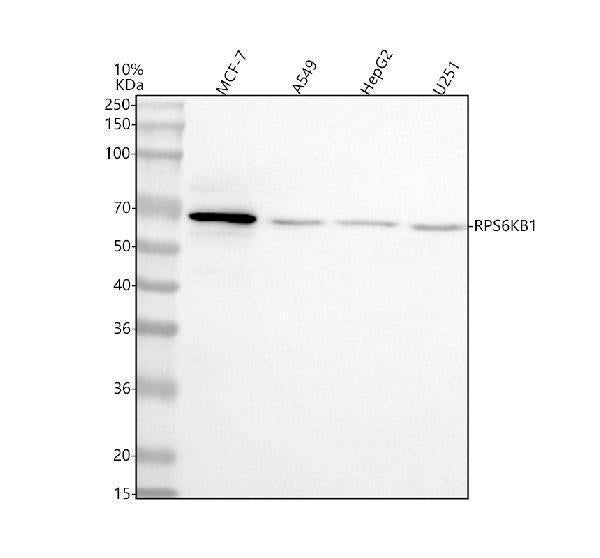 Anti-p70 S6K/RPS6KB1 Antibody Picoband®