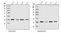 Anti-HnRNP A1/HNRNPA1 Antibody Picoband®