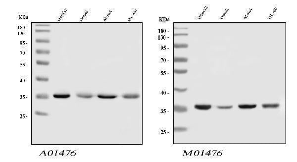 Anti-HnRNP A1/HNRNPA1 Antibody Picoband®