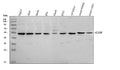 Anti-Glutathione Reductase/GSR Antibody Picoband®