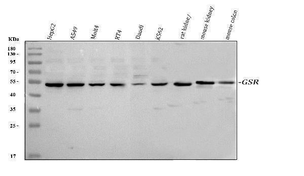 Anti-Glutathione Reductase/GSR Antibody Picoband®