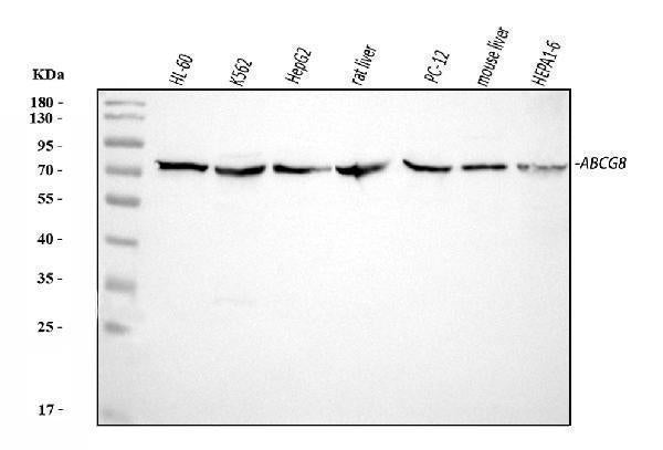 Anti-ABCG8 Antibody Picoband®