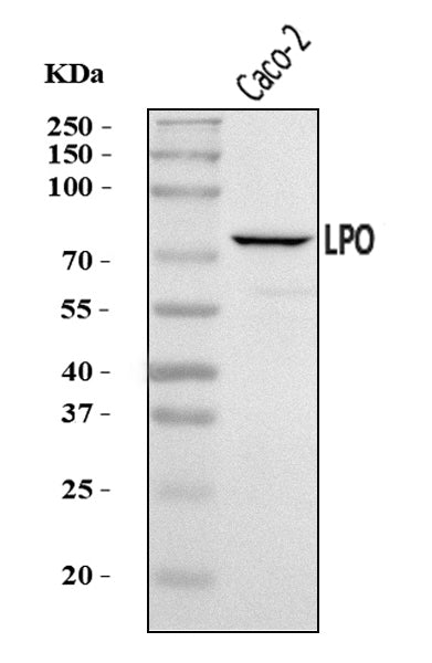 Anti-LPO Antibody Picoband®