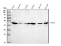 Anti-FEN1 Antibody Picoband®