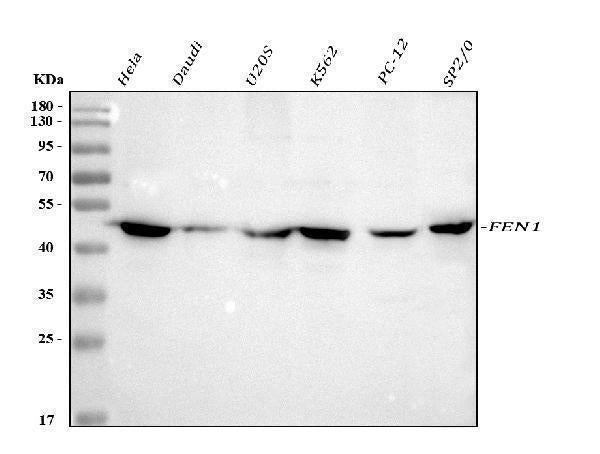 Anti-FEN1 Antibody Picoband®