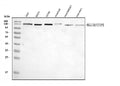 Anti-Ctip2/BCL11B Antibody Picoband®