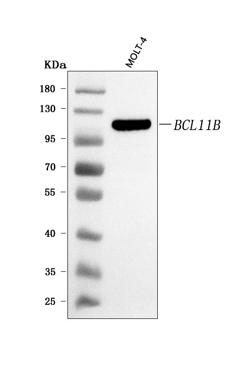 Anti-BCL11B Antibody Picoband®