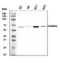 Anti-CARM1 Antibody Picoband®