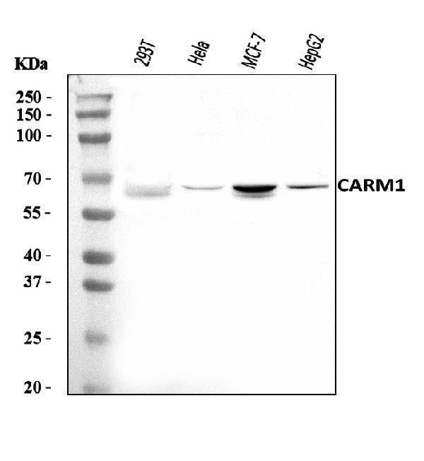 Anti-CARM1 Antibody Picoband®
