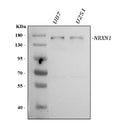 Anti-Neurexin 1/NRXN1 Antibody Picoband®