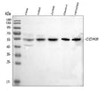 Anti-CDK8 Antibody Picoband®