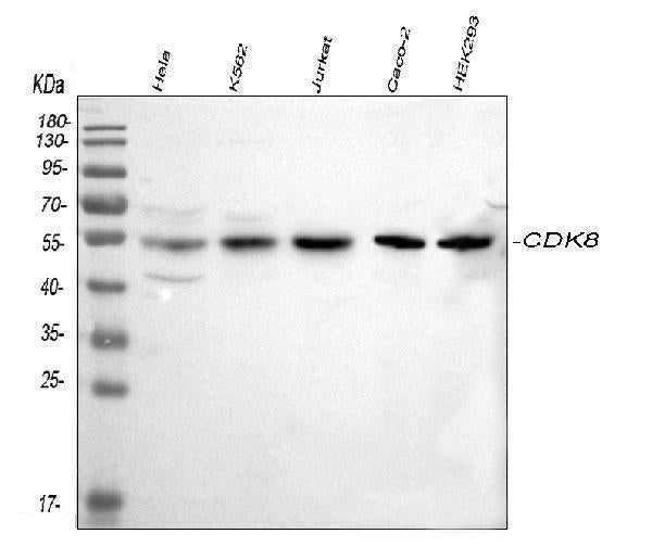 Anti-CDK8 Antibody Picoband®