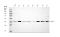 Anti-HAX1 Antibody Picoband®