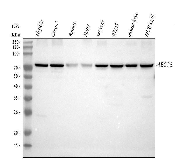 Anti-ABCG5 Antibody Picoband®