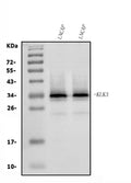 Anti-Prostate Specific Antigen/KLK3 Antibody Picoband®