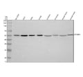 Anti-Dysbindin/DTNBP1 Antibody Picoband®