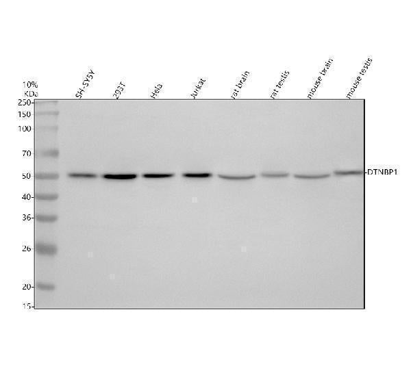 Anti-Dysbindin/DTNBP1 Antibody Picoband®