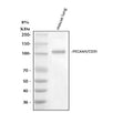 Anti-CD31/Pecam1 Antibody Picoband®