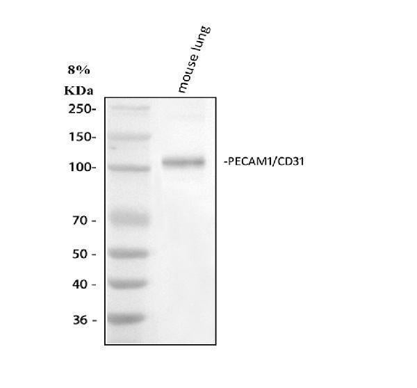 Anti-CD31/Pecam1 Antibody Picoband®