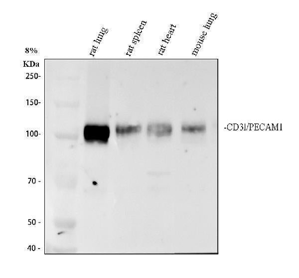 Anti-CD31/Pecam1 Antibody Picoband®