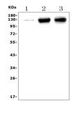Anti-CD31/Pecam1 Antibody Picoband®