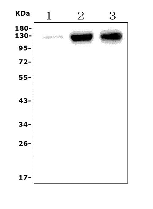 Anti-CD31/Pecam1 Antibody Picoband®