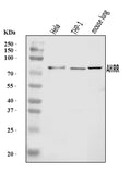 Anti-AHRR Antibody Picoband®