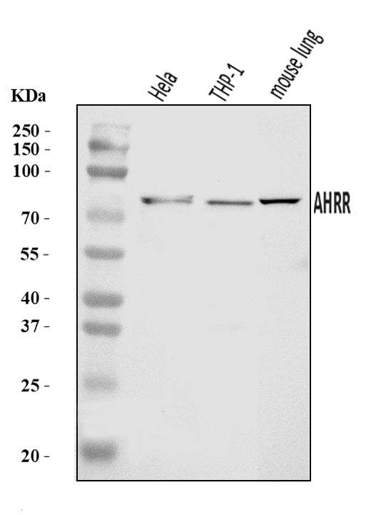 Anti-AHRR Antibody Picoband®