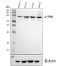 Anti-AHRR Antibody Picoband®