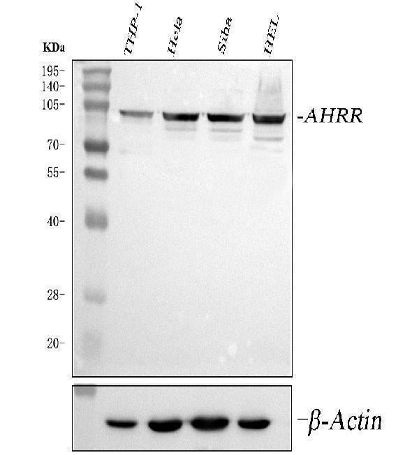 Anti-AHRR Antibody Picoband®
