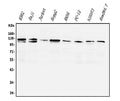Anti-PI3K-gamma/PIK3CG Antibody Picoband®