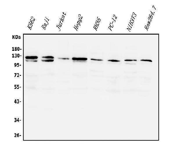 Anti-PI3K-gamma/PIK3CG Antibody Picoband®