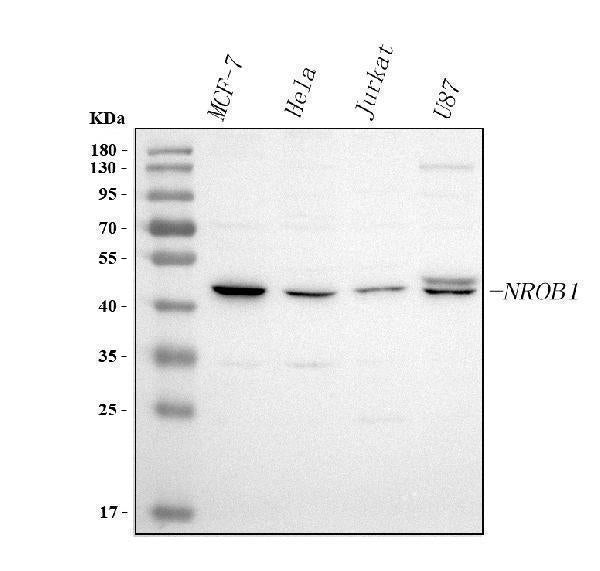 Anti-DAX-1/NR0B1 Antibody Picoband®