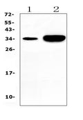 Anti-Carbonic Anhydrase IV/CA4 Antibody Picoband®