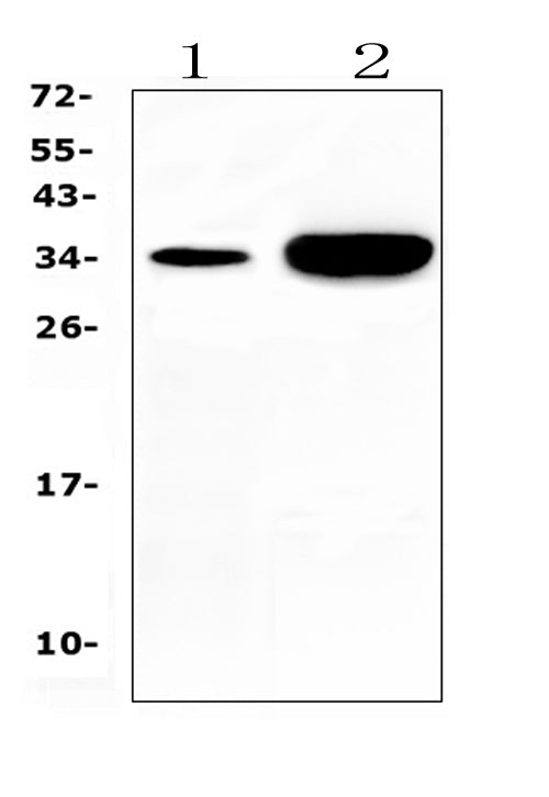 Anti-Carbonic Anhydrase IV/CA4 Antibody Picoband®