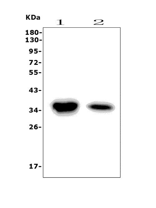 Anti-Carbonic Anhydrase 4/CA4 Picoband® Antibody