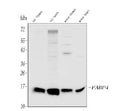 Anti-FABP4 Antibody Picoband®