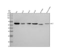 Anti-DKC1 Antibody Picoband®