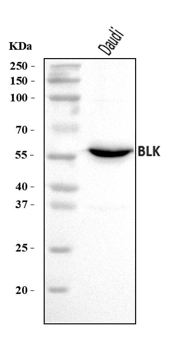Anti-BLK Antibody Picoband®