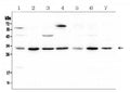 Anti-RPS3 Antibody Picoband®