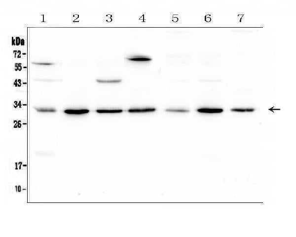 Anti-RPS3 Antibody Picoband®